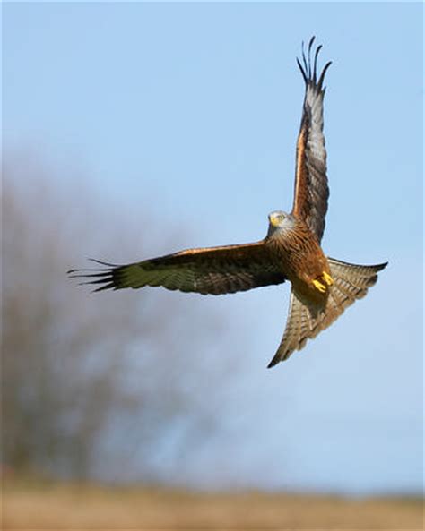 richard miller red kite